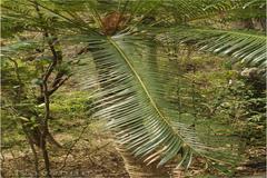 Cycas circinalis